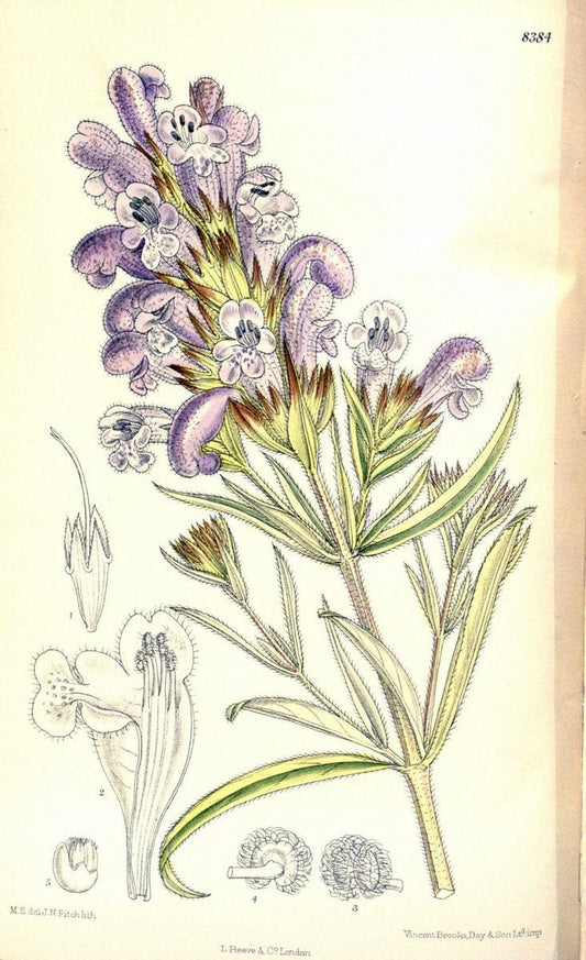 Curtis's botanical magazine. London ; New York [etc.] :Academic Press [etc.]. | "Botanical illustration" Botany Periodicals "Pictorial works" "Plants, Ornamental"  | Vintage Print Reproduction 454783