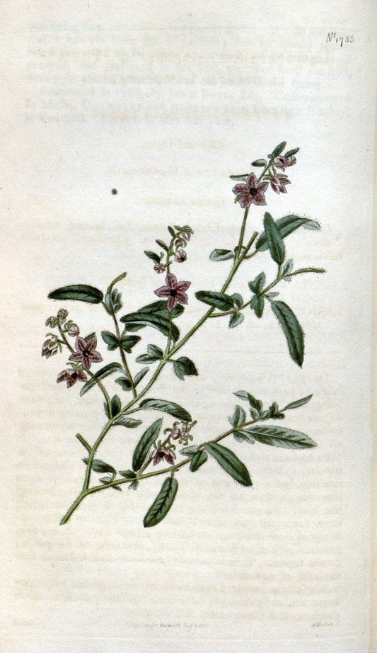 Curtis's botanical magazine. London ; New York [etc.] :Academic Press [etc.]. | "Botanical illustration" Botany Periodicals "Pictorial works" "Plants, Ornamental"  | Vintage Print Reproduction 454785