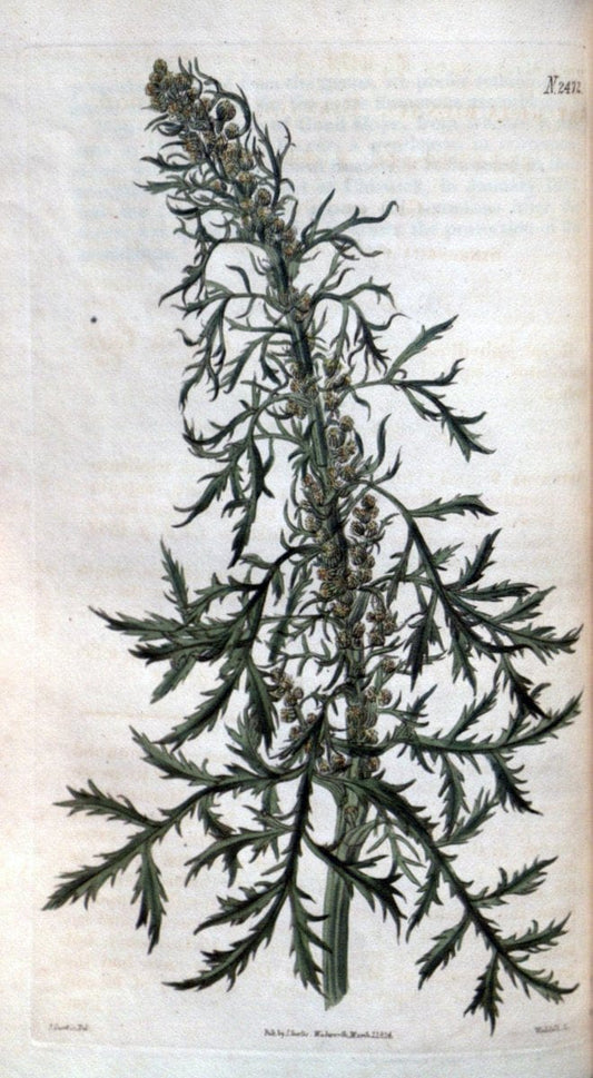 Curtis's botanical magazine. London ; New York [etc.] :Academic Press [etc.]. | "Botanical illustration" Botany Periodicals "Pictorial works" "Plants, Ornamental"  | Vintage Print Reproduction 454787