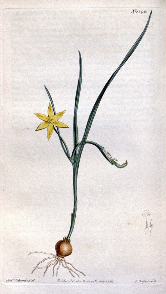 Curtis's botanical magazine. London ; New York [etc.] :Academic Press [etc.]. | "Botanical illustration" Botany Periodicals "Pictorial works" "Plants, Ornamental"  | Vintage Print Reproduction 454788