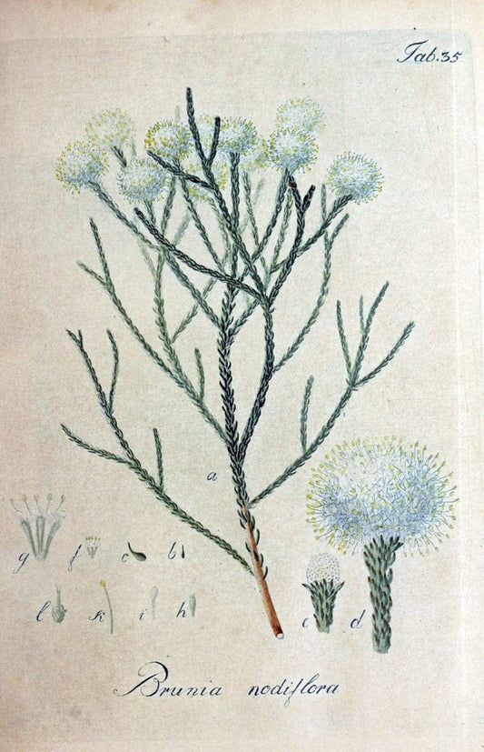 Collectio plantarum tam exoticarum, quam indigenarum, cum delineatione, descriptione cul | Botany | Vintage Print Reproduction 454790