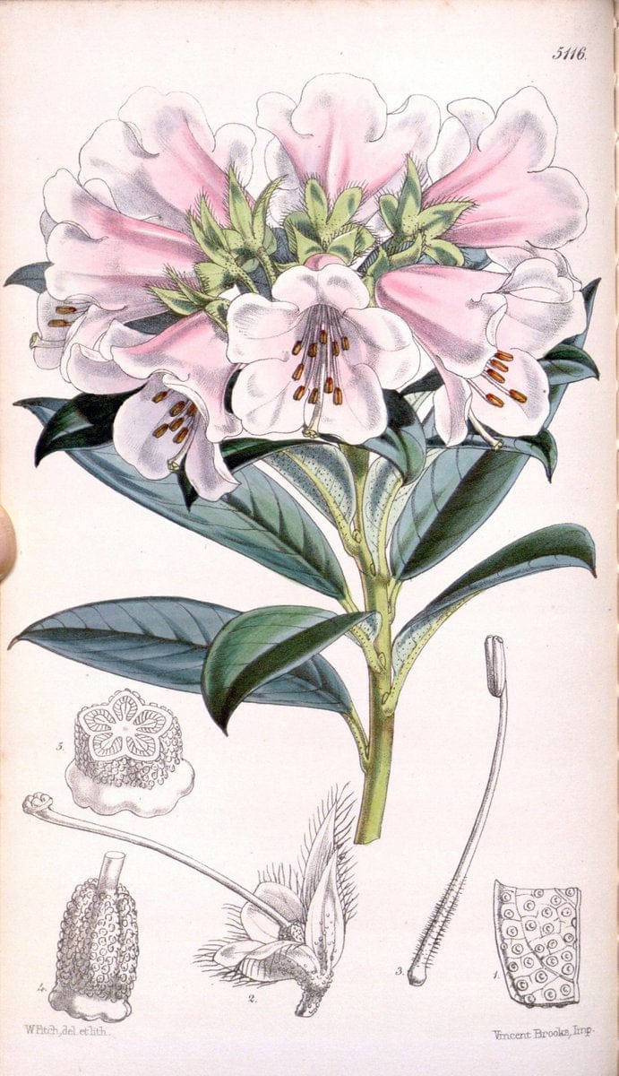 Curtis's botanical magazine. London ; New York [etc.] :Academic Press [etc.]. | "Botanical illustration" Botany Periodicals "Pictorial works" "Plants, Ornamental"  | Vintage Print Reproduction 454792