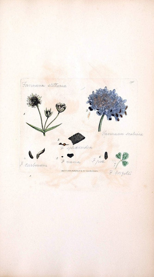 Coloured figures of English fungi or mushrooms. London,Printed by J. Davis,1797-[1809]. | England Mushrooms  | Vintage Print Reproduction 454793