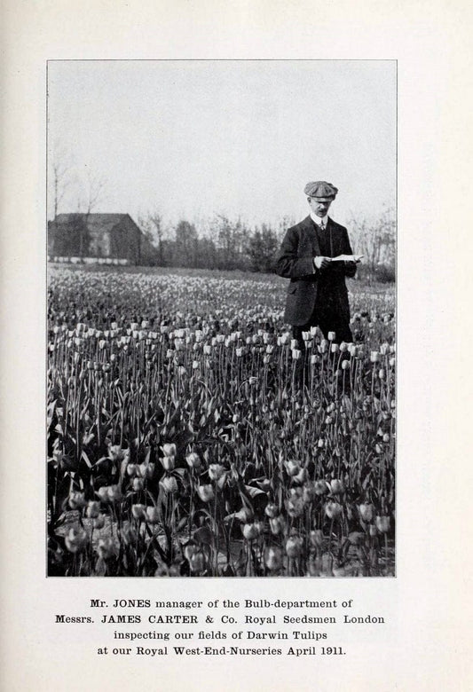 Catalogue of autumn bulbs :.New York :Peter Henderson & Co.,1898.  | Vintage Print Reproduction 454794