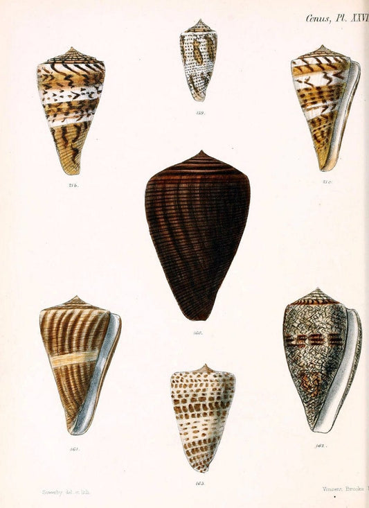 Conchologia iconica, or, Illustrations of the shells of molluscous animals. v.1London :Reeve, Brothers,1843-1878. | Mollusks "Pictorial works" Shells  | Vintage Print Reproduction 454795