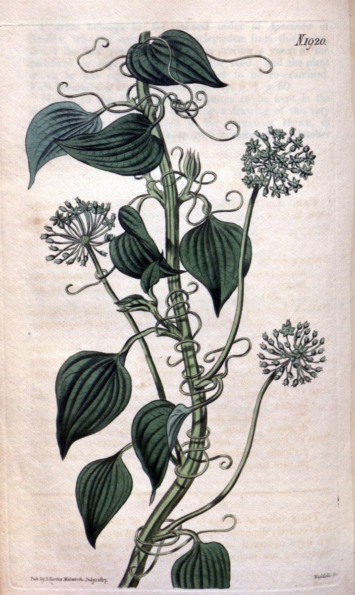 Curtis's botanical magazine. London ; New York [etc.] :Academic Press [etc.]. | "Botanical illustration" Botany Periodicals "Pictorial works" "Plants, Ornamental"  | Vintage Print Reproduction 454797