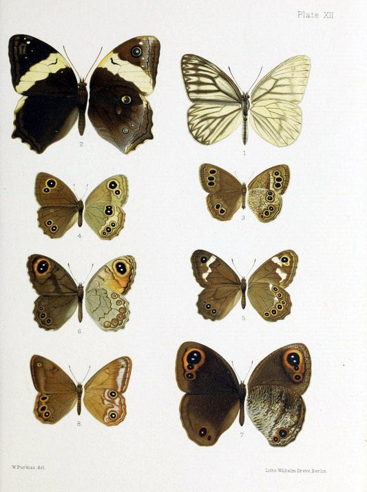 Butterflies from China, Japan, and Corea. London,R.H. Porter,1892-94.  | Butterflies China Japan Korea  | Vintage Print Reproduction 454798