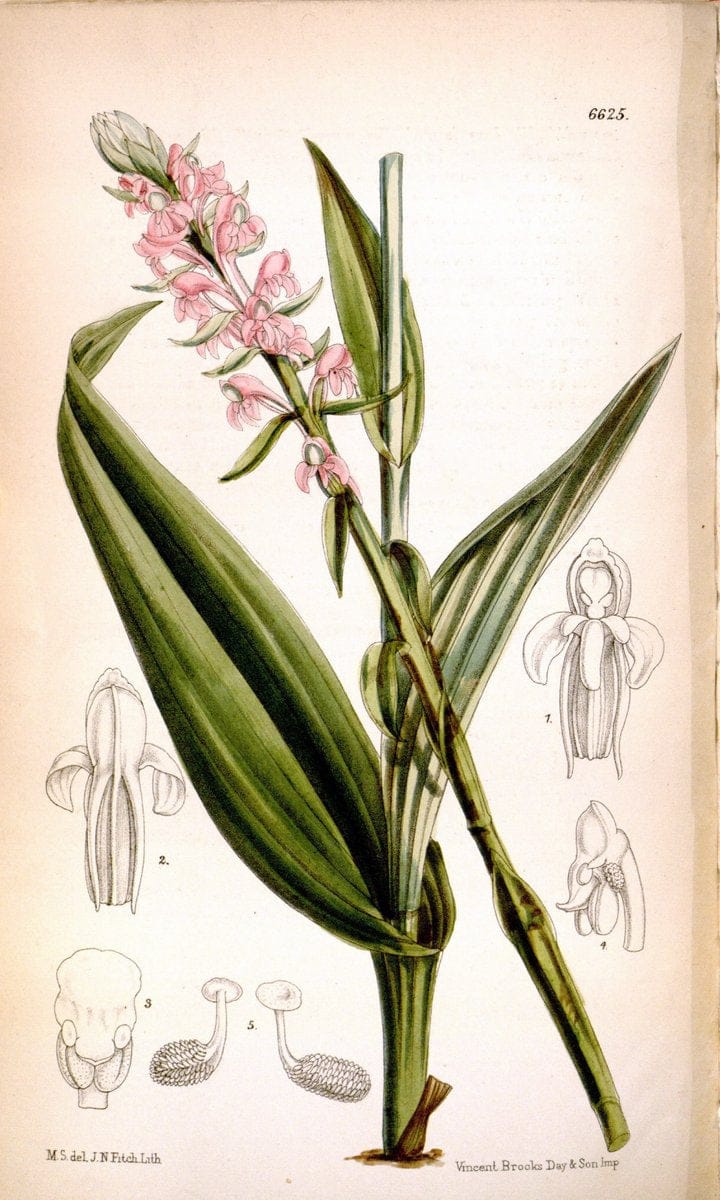 Curtis's botanical magazine. London ; New York [etc.] :Academic Press [etc.]. | "Botanical illustration" Botany Periodicals "Pictorial works" "Plants, Ornamental"  | Vintage Print Reproduction 454799