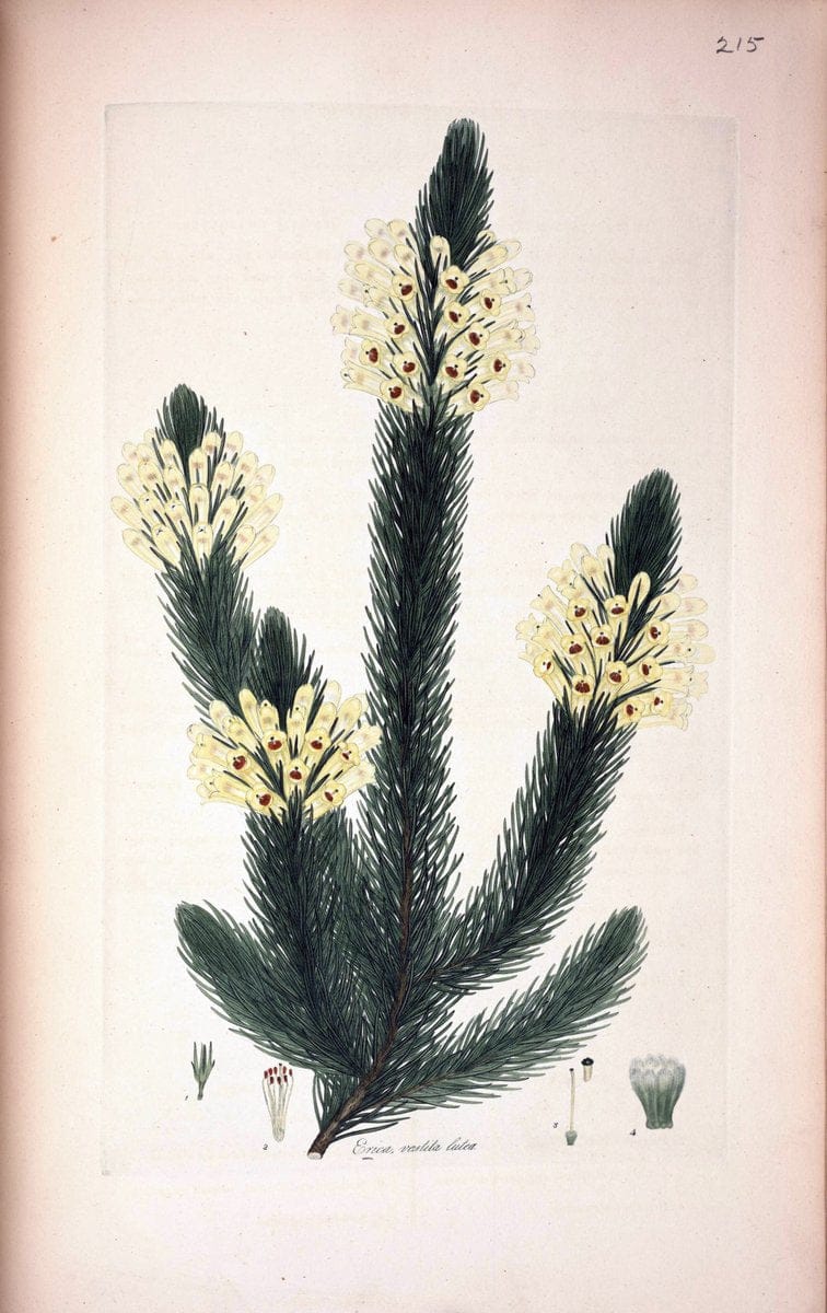 Coloured engravings of heaths :.London  | 1802 "19th century" Botany England Erica Ericaceae Etching "Graphic media :" Handcolored History "Pictorial works"  | Vintage Print Reproduction 454800