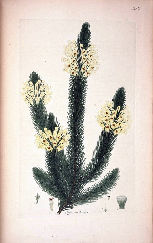 Coloured engravings of heaths :.London  | 1802 "19th century" Botany England Erica Ericaceae Etching "Graphic media :" Handcolored History "Pictorial works"  | Vintage Print Reproduction 454800