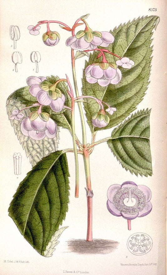 Curtis's botanical magazine. London ; New York [etc.] :Academic Press [etc.]. | "Botanical illustration" Botany Periodicals "Pictorial works" "Plants, Ornamental"  | Vintage Print Reproduction 454801