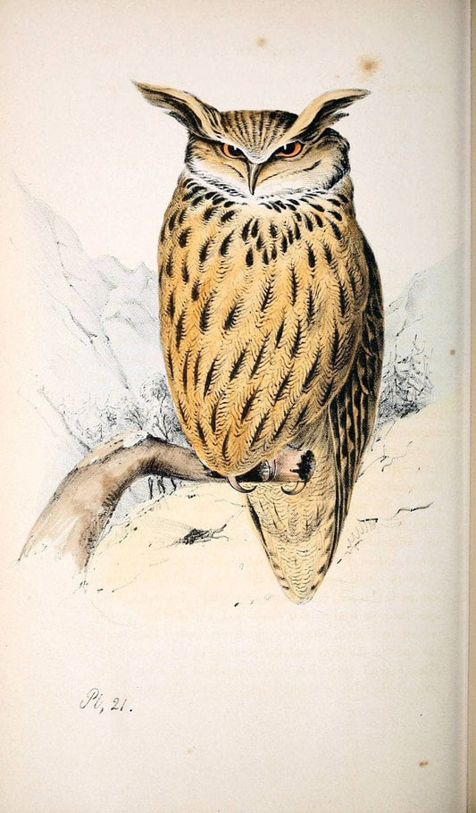 Coloured illustrations of British birds, and their eggs /.London :G.W. Nickisson,1842-1850.. |  | Vintage Print Reproduction 454802