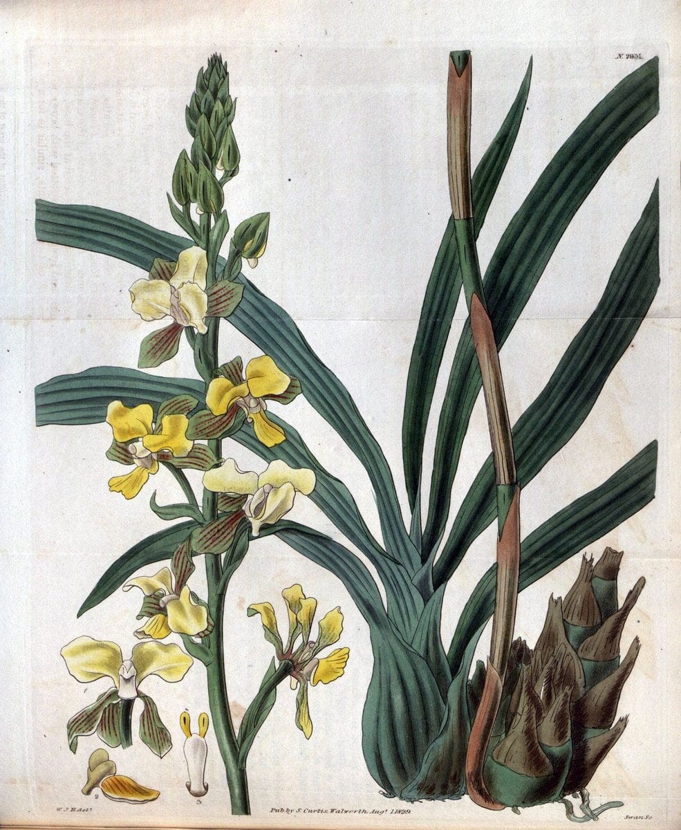 Curtis's botanical magazine. London ; New York [etc.] :Academic Press [etc.]. | "Botanical illustration" Botany Periodicals "Pictorial works" "Plants, Ornamental"  | Vintage Print Reproduction 454803