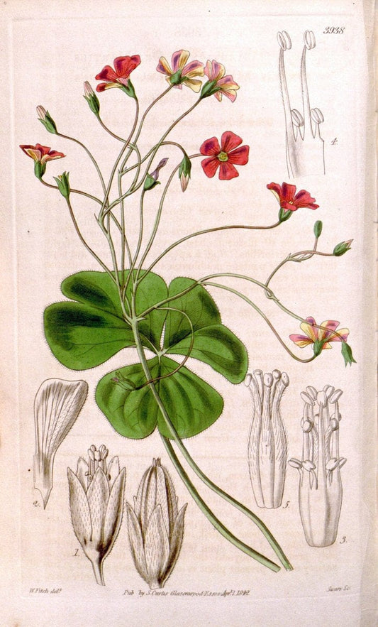 Curtis's botanical magazine. London ; New York [etc.] :Academic Press [etc.]. | "Botanical illustration" Botany Periodicals "Pictorial works" "Plants, Ornamental"  | Vintage Print Reproduction 454804