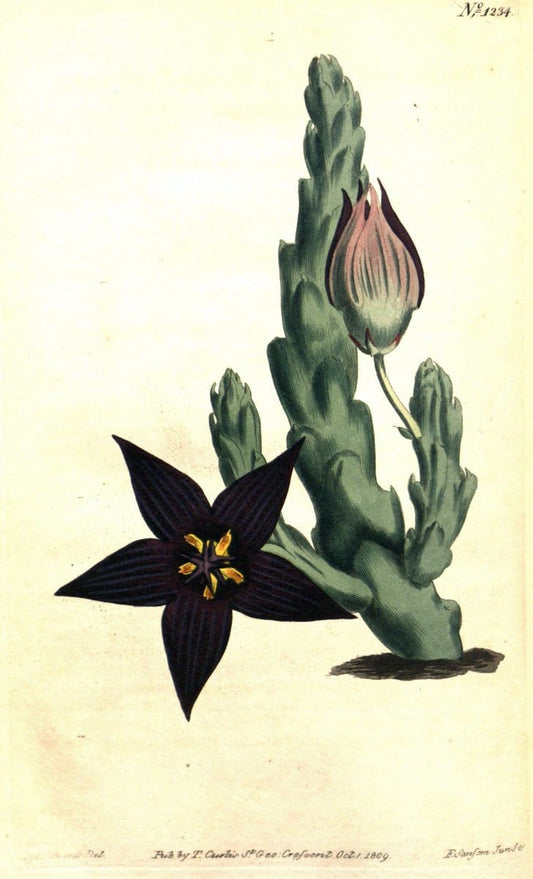 Curtis's botanical magazine. London ; New York [etc.] :Academic Press [etc.]. | "Botanical illustration" Botany Periodicals "Pictorial works" "Plants, Ornamental"  | Vintage Print Reproduction 454806