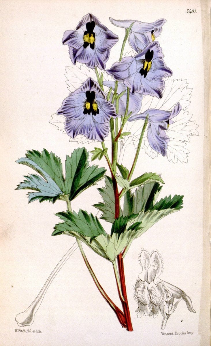 Curtis's botanical magazine..London ;New York [etc.] :Academic Press [etc.]. |  | Vintage Print Reproduction 454807