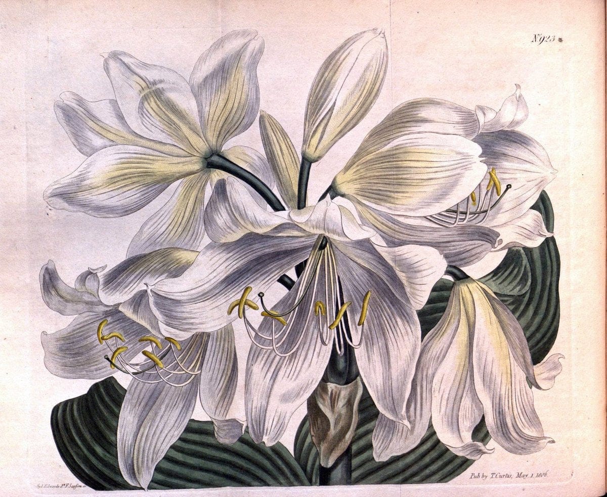 Curtis's botanical magazine. London ;New York [etc.] :Academic Press [etc.]. | Botany Periodicals "Pictorial works"  | Vintage Print Reproduction 454809