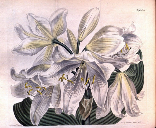 Curtis's botanical magazine. London ;New York [etc.] :Academic Press [etc.]. | Botany Periodicals "Pictorial works"  | Vintage Print Reproduction 454809