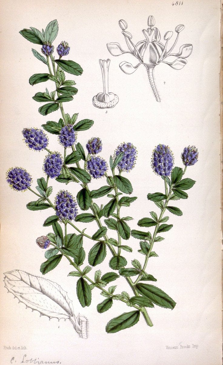 Curtis's botanical magazine. London ;New York [etc.] :Academic Press [etc.]. | Botany Periodicals "Pictorial works"  | Vintage Print Reproduction 454812