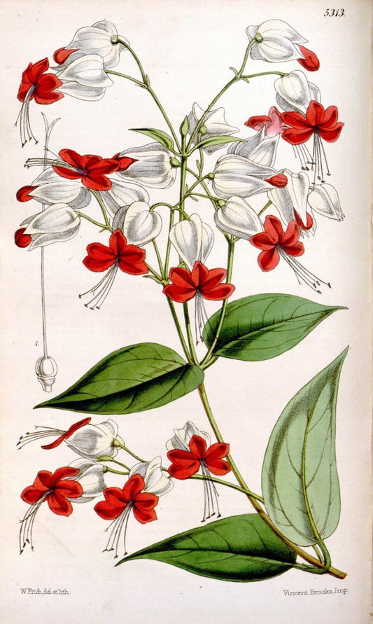Curtis's botanical magazine. London ; New York [etc.] :Academic Press [etc.]. | "Botanical illustration" Botany Periodicals "Pictorial works" "Plants, Ornamental"  | Vintage Print Reproduction 454813