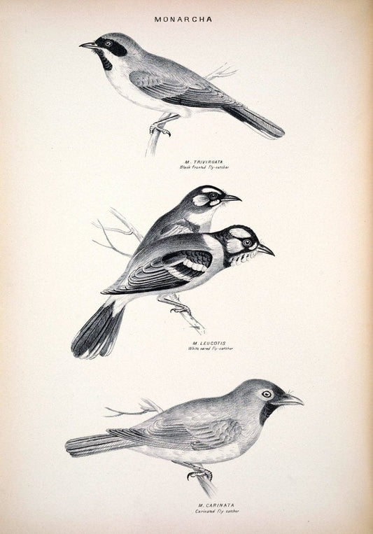 Companion to Gould's Handbook; or, Synopsis of the birds of Australia. Brisbane,Thorne & Greenwell,1877.  | Australia Birds | Vintage Print Reproduction 454814