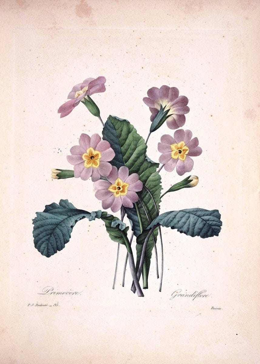 Choix des plus belles fleurs :.Paris:Ernest Panckoucke,[1833].. |  | Vintage Print Reproduction 454815