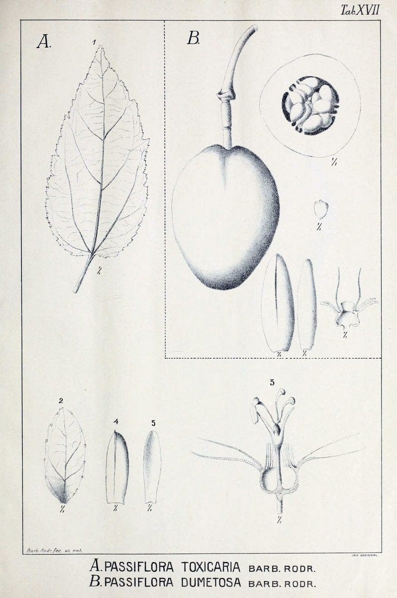 Contributions du Jardin botanique de Rio de Janeiro /.Rio de Janeiro :L'Etoile du Sud,1901-1907.  | Botany Brazil | Vintage Print Reproduction 454816
