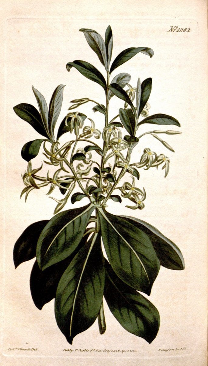 Curtis's botanical magazine. London ; New York [etc.] :Academic Press [etc.]. | "Botanical illustration" Botany Periodicals "Pictorial works" "Plants, Ornamental"  | Vintage Print Reproduction 454817