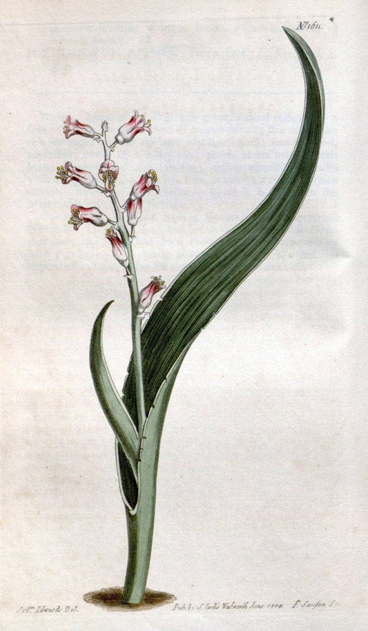 Curtis's botanical magazine. London ; New York [etc.] :Academic Press [etc.]. | "Botanical illustration" Botany Periodicals "Pictorial works" "Plants, Ornamental"  | Vintage Print Reproduction 454819