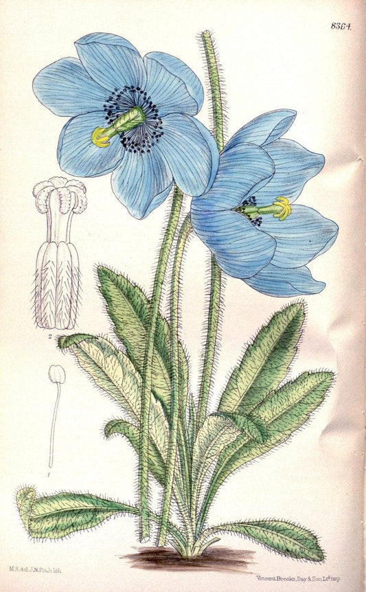 Curtis's botanical magazine. London ; New York [etc.] :Academic Press [etc.]. | "Botanical illustration" Botany Periodicals "Pictorial works" "Plants, Ornamental"  | Vintage Print Reproduction 454821