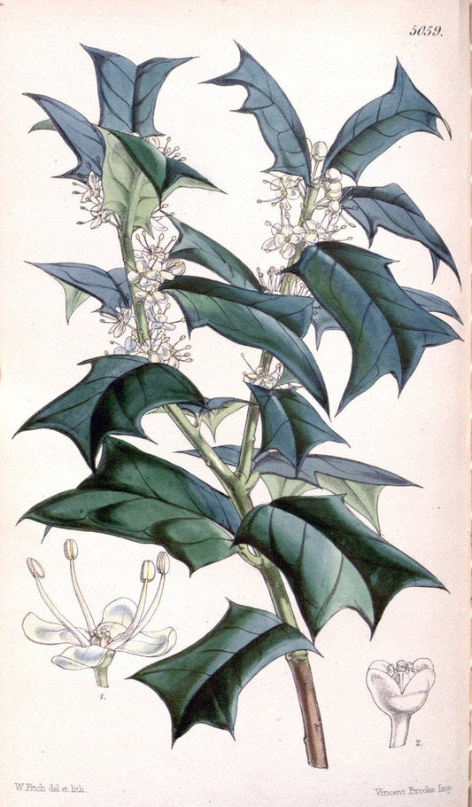 Curtis's botanical magazine. London ; New York [etc.] :Academic Press [etc.]. | "Botanical illustration" Botany Periodicals "Pictorial works" "Plants, Ornamental"  | Vintage Print Reproduction 454823