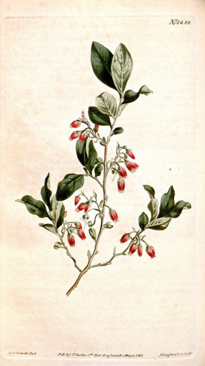 Curtis's botanical magazine. London ; New York [etc.] :Academic Press [etc.]. | "Botanical illustration" Botany Periodicals "Pictorial works" "Plants, Ornamental"  | Vintage Print Reproduction 454825