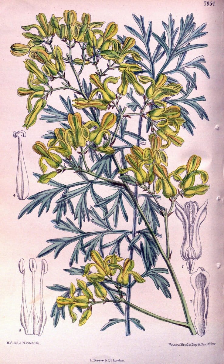 Curtis's botanical magazine. London ; New York [etc.] :Academic Press [etc.]. | "Botanical illustration" Botany Periodicals "Pictorial works" "Plants, Ornamental"  | Vintage Print Reproduction 454826