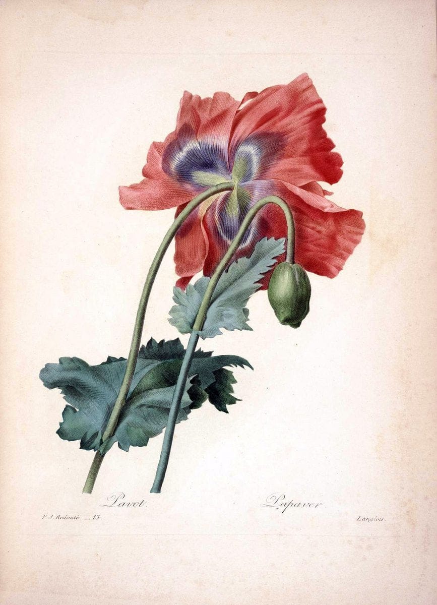 Choix des plus belles fleurs :.Paris :Ernest Panckoucke,[1833].  | 1833 Botany France Icones "Pictorial works"  | Vintage Print Reproduction 454827