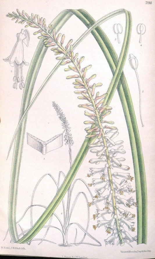 Curtis's botanical magazine. London ; New York [etc.] :Academic Press [etc.]. | "Botanical illustration" Botany Periodicals "Pictorial works" "Plants, Ornamental"  | Vintage Print Reproduction 454828