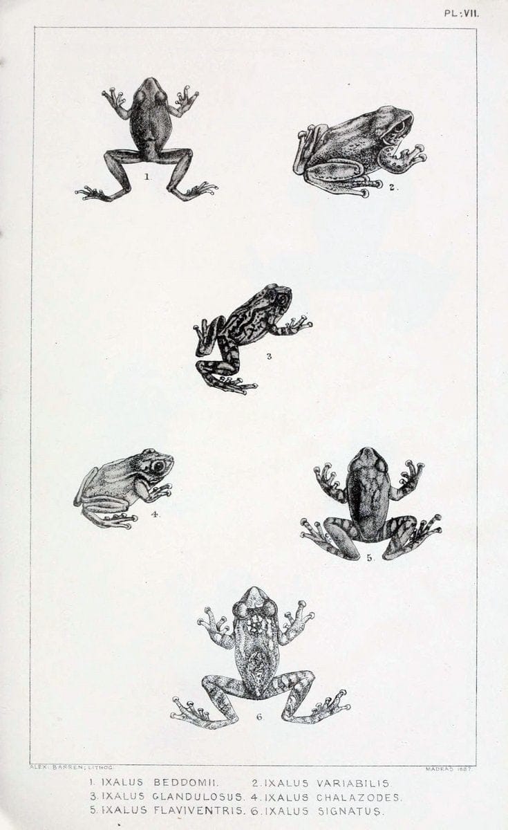 Catalogue of the Batrachia Salientia and Apoda (frogs, toads, and cÃ…â€œcilians) of souther | Amphibians India  | Vintage Print Reproduction 454829