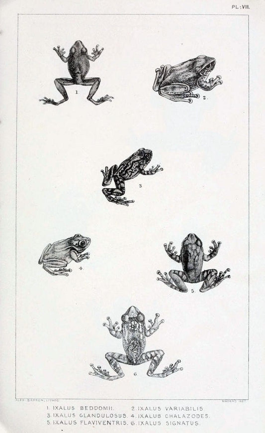 Catalogue of the Batrachia Salientia and Apoda (frogs, toads, and cÃ…â€œcilians) of souther | Amphibians India  | Vintage Print Reproduction 454829