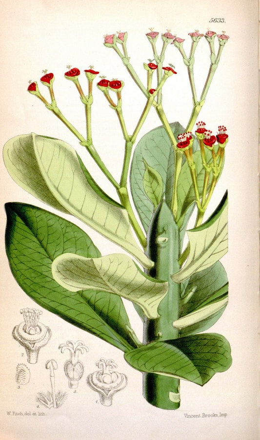 Curtis's botanical magazine. London ; New York [etc.] :Academic Press [etc.]. | "Botanical illustration" Botany Periodicals "Pictorial works" "Plants, Ornamental"  | Vintage Print Reproduction 454830