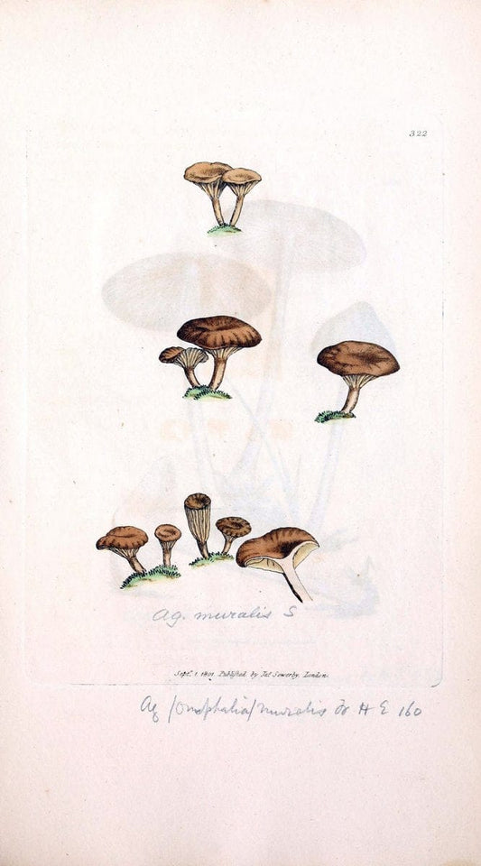 Coloured figures of English fungi or mushrooms. London,Printed by J. Davis,1797-[1809]. | England Mushrooms  | Vintage Print Reproduction 454831