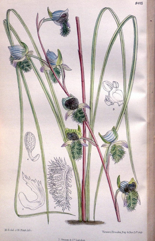Curtis's botanical magazine. London ; New York [etc.] :Academic Press [etc.]. | "Botanical illustration" Botany Periodicals "Pictorial works" "Plants, Ornamental"  | Vintage Print Reproduction 454833