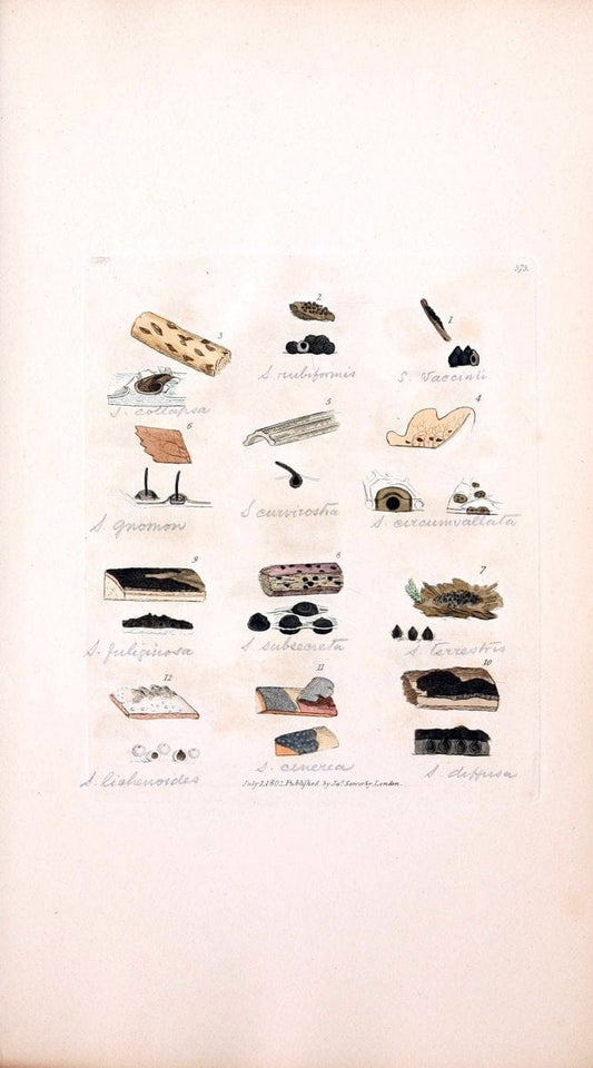 Coloured figures of English fungi or mushrooms. London,Printed by J. Davis,1797-[1809]. | England Mushrooms  | Vintage Print Reproduction 454834