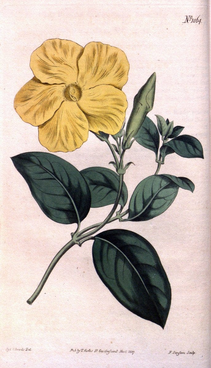 Curtis's botanical magazine. London ; New York [etc.] :Academic Press [etc.]. | "Botanical illustration" Botany Periodicals "Pictorial works" "Plants, Ornamental"  | Vintage Print Reproduction 454835