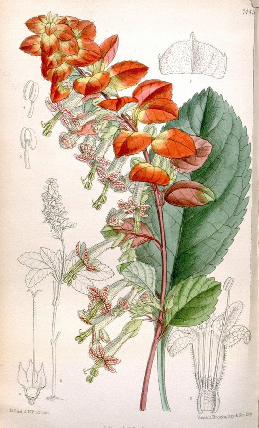 Curtis's botanical magazine. London ; New York [etc.] :Academic Press [etc.]. | "Botanical illustration" Botany Periodicals "Pictorial works" "Plants, Ornamental"  | Vintage Print Reproduction 454836
