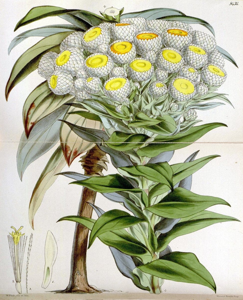 Curtis's botanical magazine..London ;New York [etc.] :Academic Press [etc.]. |  | Vintage Print Reproduction 454837