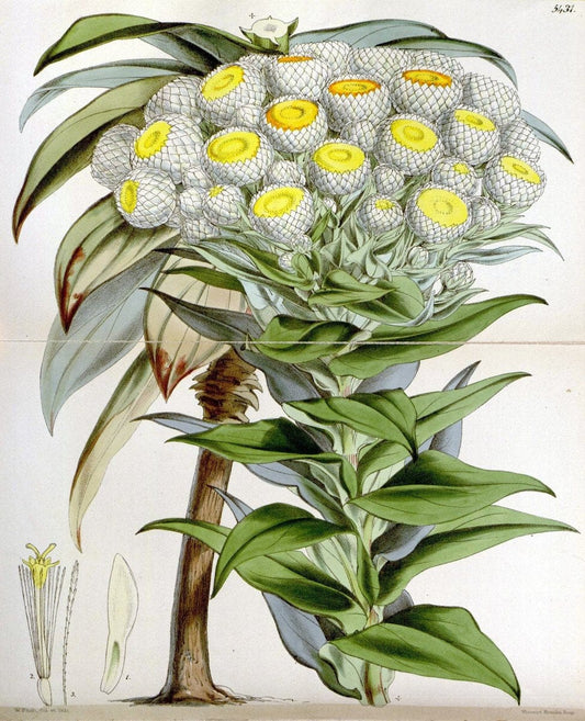Curtis's botanical magazine..London ;New York [etc.] :Academic Press [etc.]. |  | Vintage Print Reproduction 454837