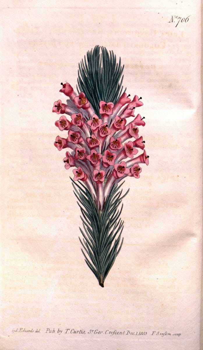 Curtis's botanical magazine..London ;New York [etc.] :Academic Press [etc.]. |  | Vintage Print Reproduction 454838
