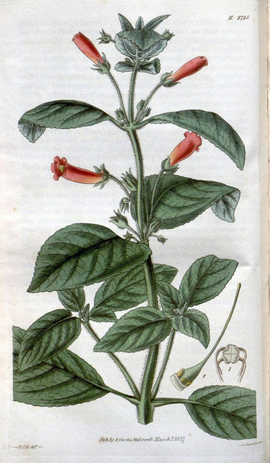 Curtis's botanical magazine..London ;New York [etc.] :Academic Press [etc.]. |  | Vintage Print Reproduction 454839