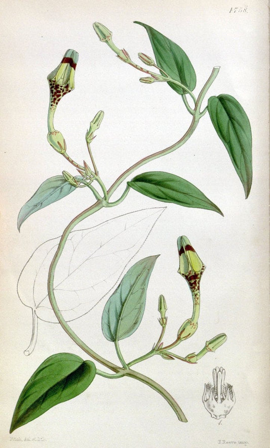Curtis's botanical magazine. London ;New York [etc.] :Academic Press [etc.]. | Botany Periodicals "Pictorial works"  | Vintage Print Reproduction 454841