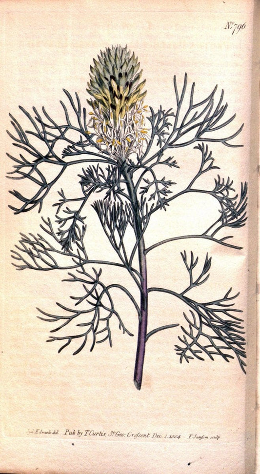 Curtis's botanical magazine. London ;New York [etc.] :Academic Press [etc.]. | Botany Periodicals "Pictorial works"  | Vintage Print Reproduction 454842