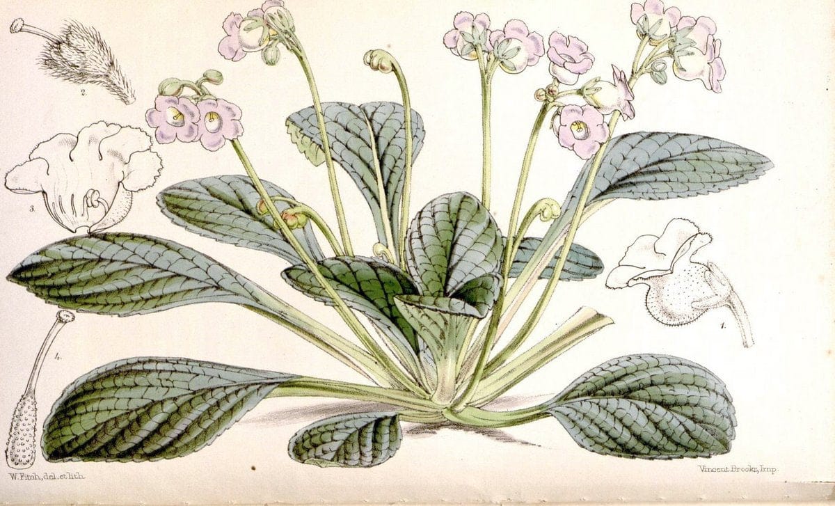 Curtis's botanical magazine. London ;New York [etc.] :Academic Press [etc.]. | Botany Periodicals "Pictorial works"  | Vintage Print Reproduction 454843